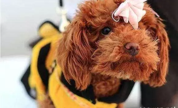 如果你喜歡「泰迪犬」,我想你應該知道這5點