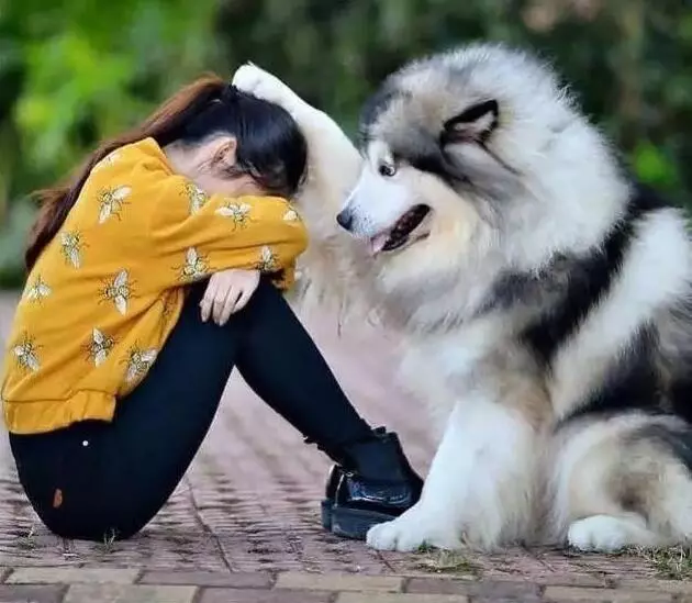 女生養狗,為什麼選公的要比母的好?看完你就知道了