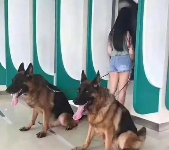 女生養狗,為什麼選公的要比母的好?看完你就知道了