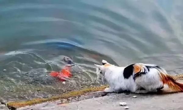 貓咪身手敏捷徒爪抓魚,一爪一個準大搖大擺往家走去