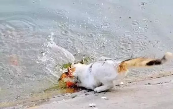 貓咪身手敏捷徒爪抓魚,一爪一個準大搖大擺往家走去