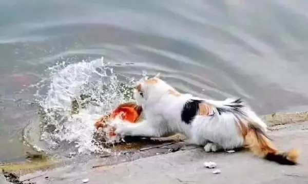 貓咪身手敏捷徒爪抓魚,一爪一個準大搖大擺往家走去