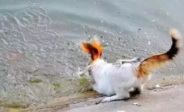 貓咪身手敏捷徒爪抓魚,一爪一個準大搖大擺往家走去