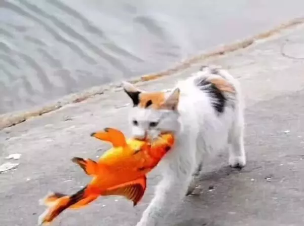 貓咪身手敏捷徒爪抓魚,一爪一個準大搖大擺往家走去