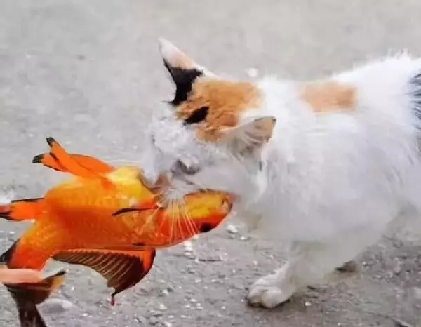 貓咪身手敏捷徒爪抓魚,一爪一個準大搖大擺往家走去
