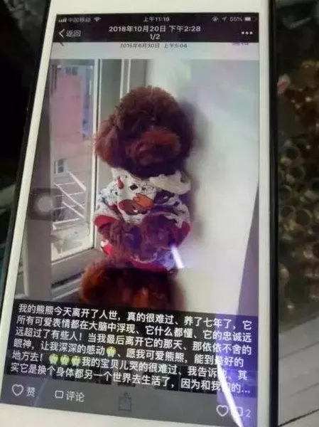 小區數十條寵物狗喪命 監控視頻拍下讓人氣憤一幕