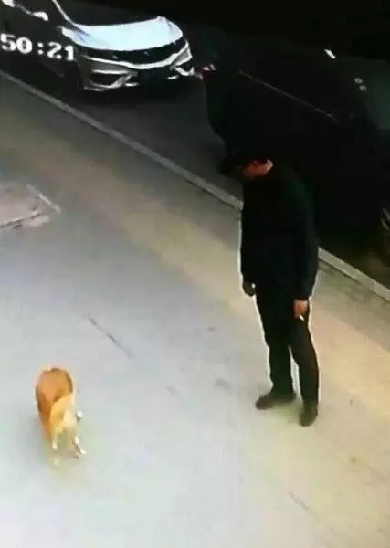 小區數十條寵物狗喪命 監控視頻拍下讓人氣憤一幕