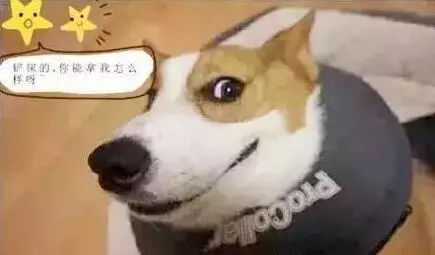 史上「報復心」最強的5種狗狗,得罪它一次,報復你N次