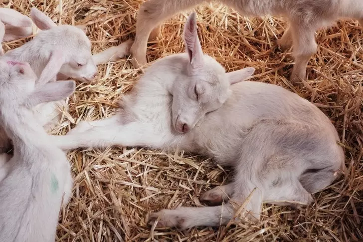 動物示範睡覺的最高境界 20張「各種神奇睡姿」斷電瞬間萌照