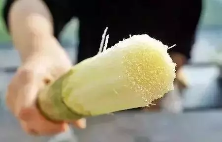 切記!這6種水果別再給狗狗吃,尤其是第四個,碰都不要碰
