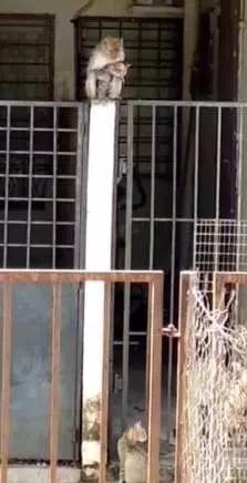 猴子「綁架小貓」當寵物！？猴：肚子餓，抓跳蚤來吃啦！