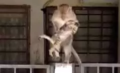猴子「綁架小貓」當寵物！？猴：肚子餓，抓跳蚤來吃啦！