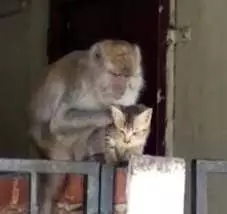 猴子「綁架小貓」當寵物！？猴：肚子餓，抓跳蚤來吃啦！