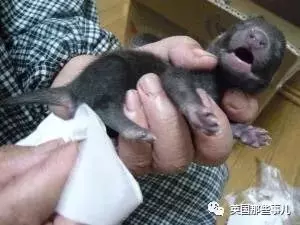 撿到小奶貓，獸醫卻說是狗，而崽子長大後才發現：全都不是啊！