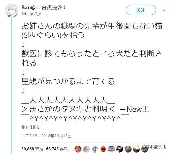 撿到小奶貓，獸醫卻說是狗，而崽子長大後才發現：全都不是啊！
