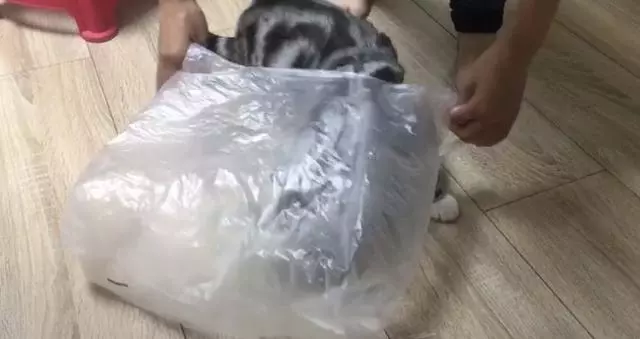 喵皇「吵著出門」外出籠卻壞了！奴才不得已「拿出塑膠袋」：主子你是認真的嗎...