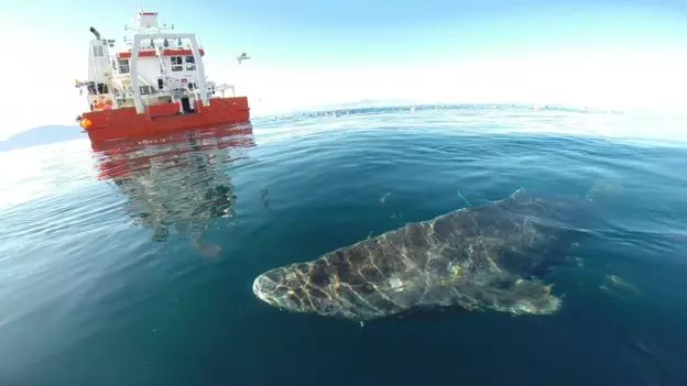 「世上最長壽鯊魚」一活400年見證人類歷史 150歲才剛進入青春期