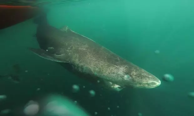 「世上最長壽鯊魚」一活400年見證人類歷史 150歲才剛進入青春期