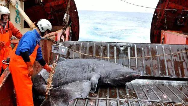 「世上最長壽鯊魚」一活400年見證人類歷史 150歲才剛進入青春期