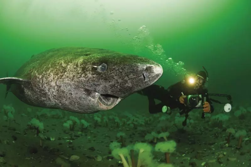 「世上最長壽鯊魚」一活400年見證人類歷史 150歲才剛進入青春期