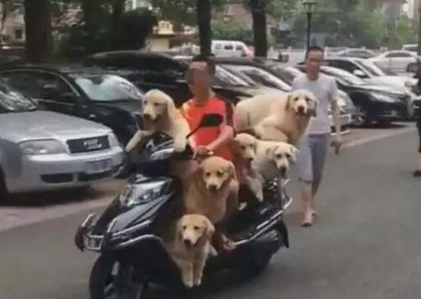 阿伯每天騎車載2隻金毛兜風,戴上專屬墨鏡加安全帽,電到網友:好瞎趴!