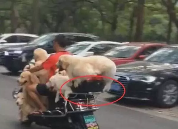 阿伯每天騎車載2隻金毛兜風,戴上專屬墨鏡加安全帽,電到網友:好瞎趴!