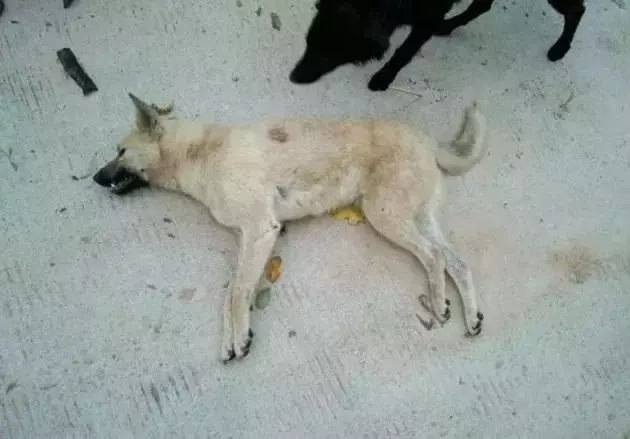 狗狗一路狂奔回家,當見到主人的時候,終於滿足地合上了眼睛