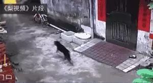 狗狗一路狂奔回家,當見到主人的時候,終於滿足地合上了眼睛