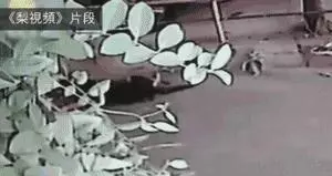 狗狗一路狂奔回家,當見到主人的時候,終於滿足地合上了眼睛