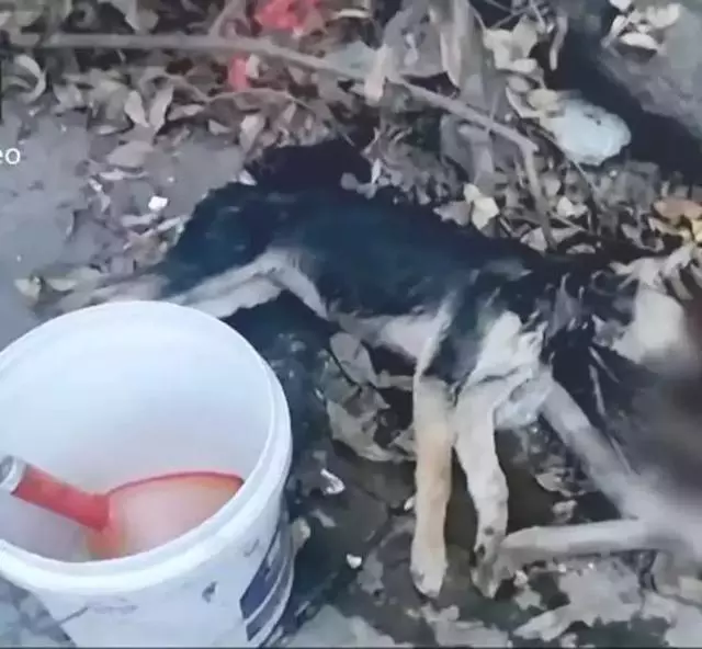 狗狗一路狂奔回家,當見到主人的時候,終於滿足地合上了眼睛