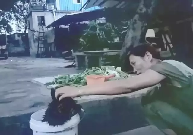 狗狗一路狂奔回家,當見到主人的時候,終於滿足地合上了眼睛