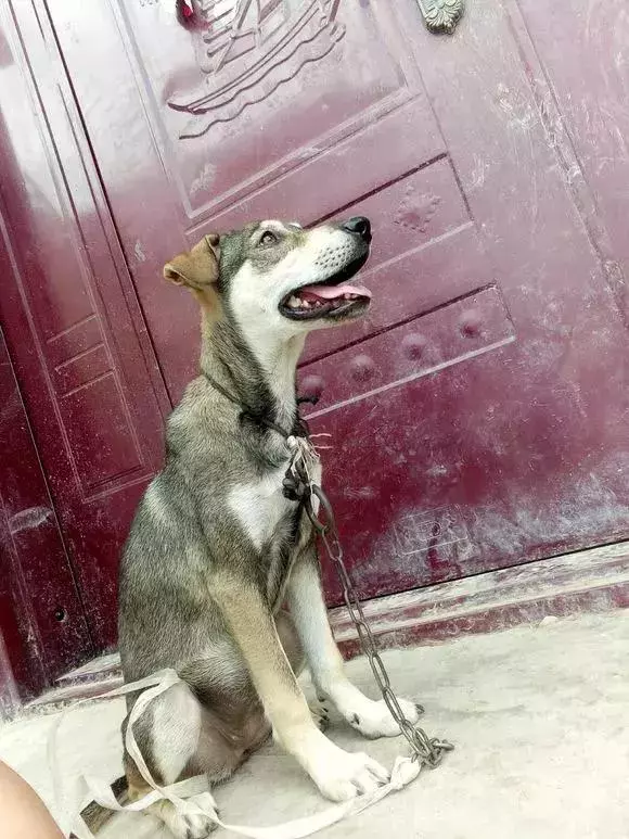 狗狗一路狂奔回家,當見到主人的時候,終於滿足地合上了眼睛