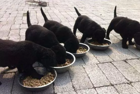 養狗應該注意什麼?切勿踏進養狗「5大危險」禁區
