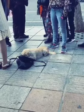 狗狗向人作揖乞憐,五種讓流浪狗生存的技能,卻無法讓它擁有家庭