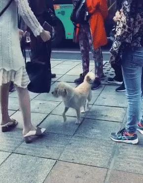狗狗向人作揖乞憐,五種讓流浪狗生存的技能,卻無法讓它擁有家庭