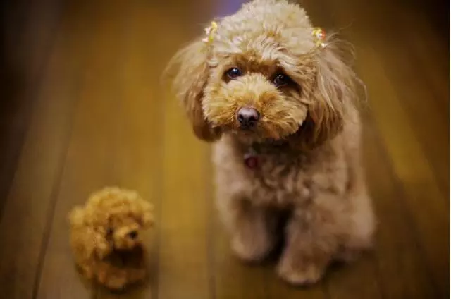 主人這5種做法,會讓你家泰迪犬很傷心、很失望