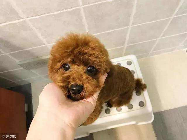 主人這5種做法,會讓你家泰迪犬很傷心、很失望