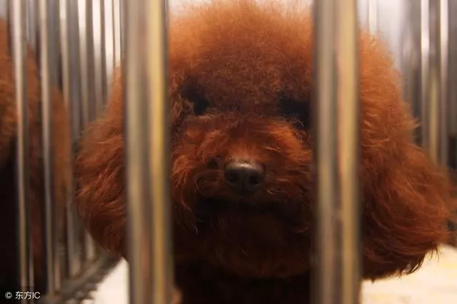 主人這5種做法,會讓你家泰迪犬很傷心、很失望