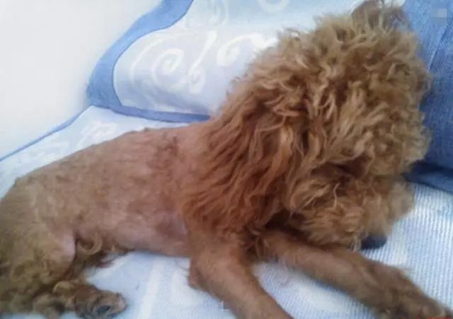 主人這5種做法,會讓你家泰迪犬很傷心、很失望