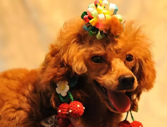 主人這5種做法,會讓你家泰迪犬很傷心、很失望
