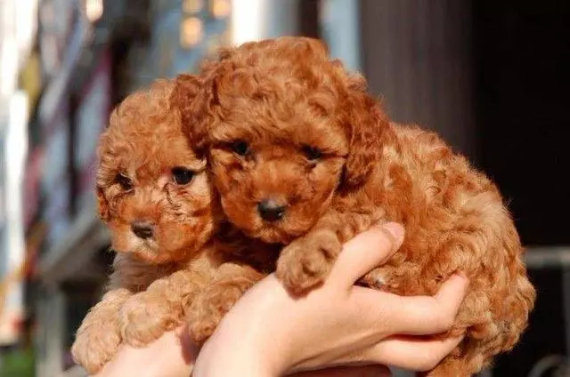 主人這5種做法,會讓你家泰迪犬很傷心、很失望