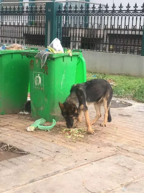 警方通報「警犬被盜」事件:相關派出所長被停職