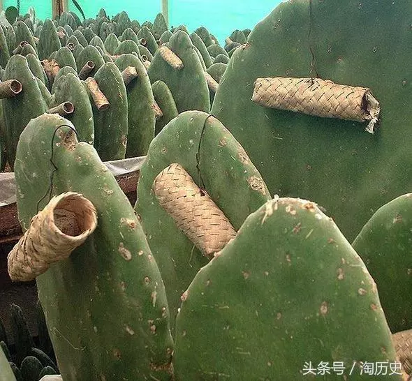 英國為造染料,種植了一些仙人掌,一百多年後,澳大利亞被坑慘了