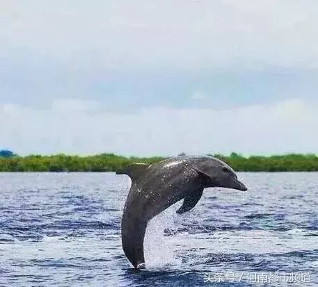 把人騙的團團轉,還當領隊帶同伴「越獄」……這隻海豚簡直要成精