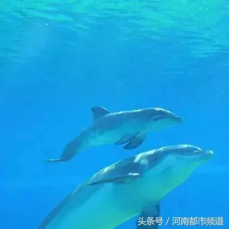 把人騙的團團轉,還當領隊帶同伴「越獄」……這隻海豚簡直要成精