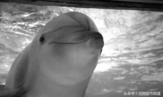 把人騙的團團轉,還當領隊帶同伴「越獄」……這隻海豚簡直要成精