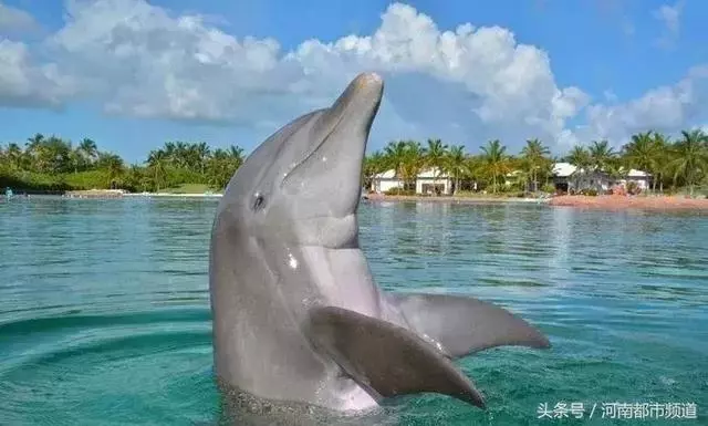 把人騙的團團轉,還當領隊帶同伴「越獄」……這隻海豚簡直要成精