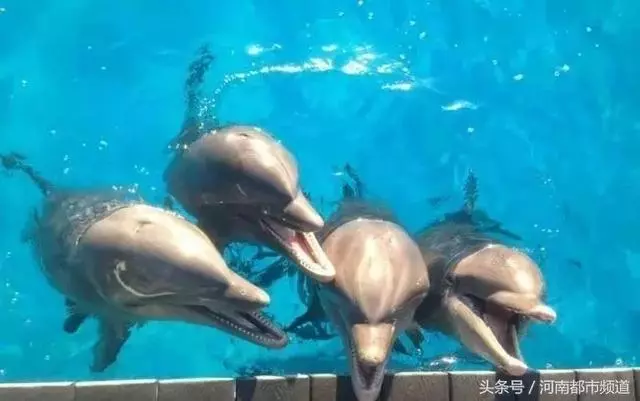 把人騙的團團轉,還當領隊帶同伴「越獄」……這隻海豚簡直要成精