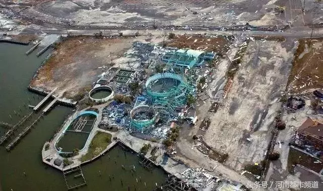 把人騙的團團轉,還當領隊帶同伴「越獄」……這隻海豚簡直要成精