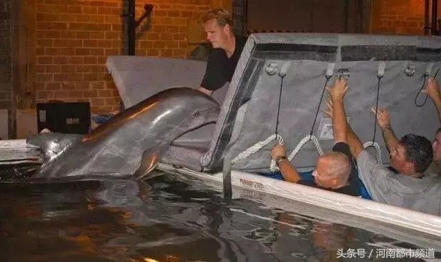 把人騙的團團轉,還當領隊帶同伴「越獄」……這隻海豚簡直要成精